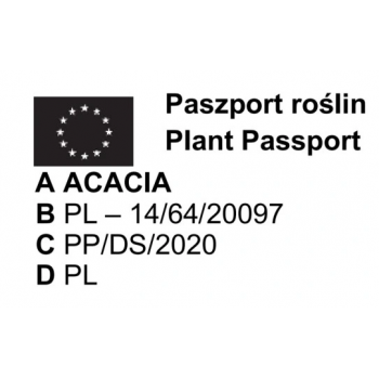 AKACJA ROBINIA na pniu szczepiona miododajna oryginał - sadzonki 100 / 140 cm